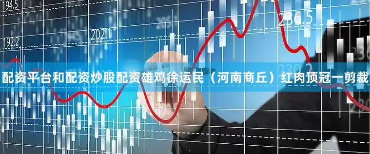 配资平台和配资炒股配资雄鸡徐运民（河南商丘）红肉顶冠一剪裁
